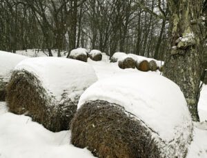 West Virginia's wildlife ready to chill through winter’s big freeze